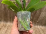RARE Double Spikes Mini Phalaenopsis lost tag (3.5” pot) - Image 10