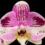 Double Spike Phalaenopsis I-Hsin Stacy (4.5" pot)