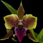 In Spike Zygopetalum Rhein Moonlight 'Peloric'  Clone (3.5" pot)