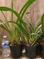 Cymbidium Red Beauty 'Bill's Choice' x Ruby Eyes 'Red Barron’ (5" pot) - Image 4