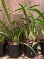 Cymbidium Red Beauty 'Bill's Choice' x Ruby Eyes 'Red Barron’ (5" pot) - Image 5