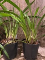 Cymbidium Red Beauty 'Bill's Choice' x Ruby Eyes 'Red Barron’ (5" pot) - Image 6