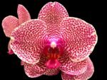 Multi Spikes Phalaenopsis Sogo Sun Beauty Huge Plant (4.5" pot)