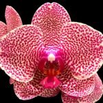 Multi Spikes Phalaenopsis Sogo Sun Beauty Huge Plant (4.5" pot)