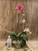 Multi Spikes Phalaenopsis Sogo Sun Beauty Huge Plant (4.5" pot) - Image 4