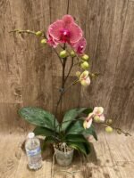 Multi Spikes Phalaenopsis Sogo Sun Beauty Huge Plant (4.5" pot) - Image 5
