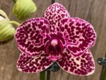 Double Spikes Phalaenopsis Fuller’s Black Leopard (4.5" pot)