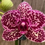 Double Spikes Phalaenopsis Fuller’s Black Leopard (4.5" pot)