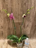 Double Spikes Phalaenopsis Fuller’s Black Leopard (4.5" pot) - Image 4