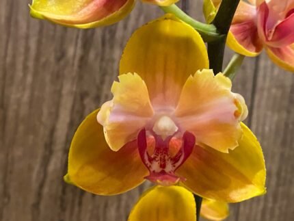 Double Spikes Phalaenopsis Fuller's Gold Stripes 'Peloric' Very Large Plants (4.5" pot)
