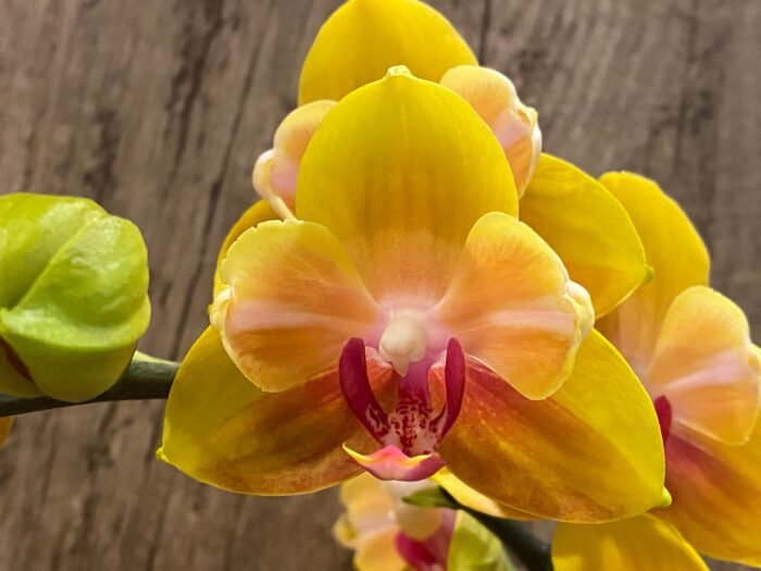 Double Spikes Phalaenopsis Fuller's Gold Stripes 'Peloric' Very Large Plants (4.5" pot) - Image 2