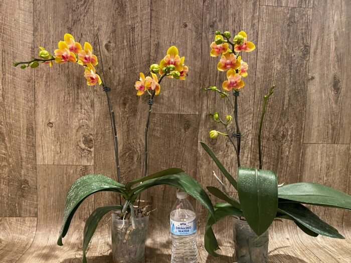 Double Spikes Phalaenopsis Fuller's Gold Stripes 'Peloric' Very Large Plants (4.5" pot) - Image 5