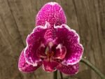 Multi Spikes Phalaenopsis OX Burgundy (4.5" pot) - Image 4