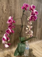 Multi Spikes Phalaenopsis OX Burgundy (4.5" pot) - Image 6