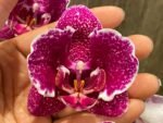 Multi Spikes Phalaenopsis OX Burgundy (4.5" pot)