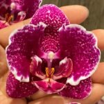 Multi Spikes Phalaenopsis OX Burgundy (4.5" pot)