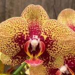 Phalaenopsis Dtps. KV Charmer (4" pot)