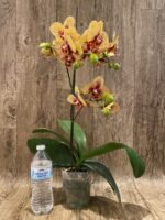 Phalaenopsis Dtps. KV Charmer (4" pot) - Image 5