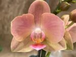 Multi Spikes Phalaenopsis Novelty (4.5" pot)