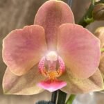 Multi Spikes Phalaenopsis Novelty (4.5" pot)