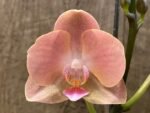 Multi Spikes Phalaenopsis Novelty (4.5" pot) - Image 2