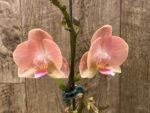 Multi Spikes Phalaenopsis Novelty (4.5" pot) - Image 3