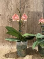 Multi Spikes Phalaenopsis Novelty (4.5" pot) - Image 6