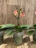 Multi Spikes Phalaenopsis Novelty (4.5" pot) - Image 7