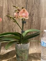 Multi Spikes Phalaenopsis Novelty (4.5" pot) - Image 8