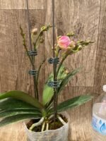 Multi Spikes Phalaenopsis Novelty ‘Peloric’ (4.5" pot) - Image 3