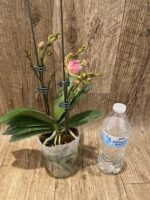 Multi Spikes Phalaenopsis Novelty ‘Peloric’ (4.5" pot) - Image 4