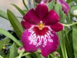 Miltoniopsis Newton Falls (3.5” pot)