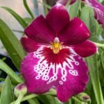 Miltoniopsis Newton Falls (3.5” pot)