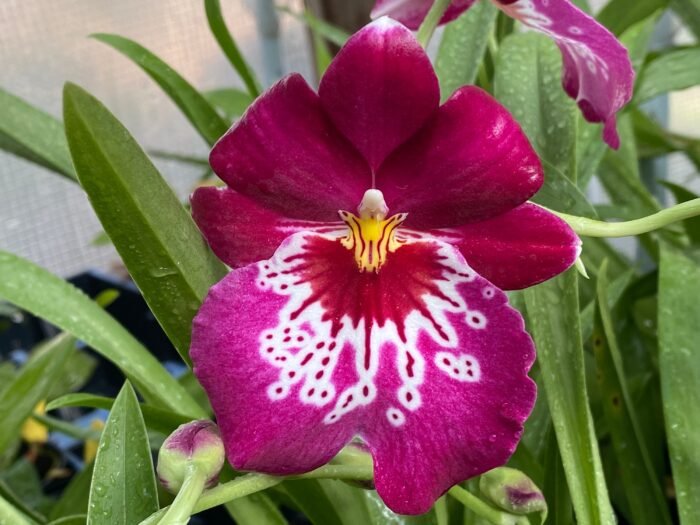 Miltoniopsis Newton Falls (3.5” pot) - Image 1
