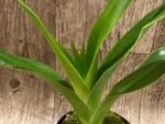 In Bud Phragmipedium QF Volcano Joy (Eric Young x QF Red Wings) (4.5” pot) - Image 2