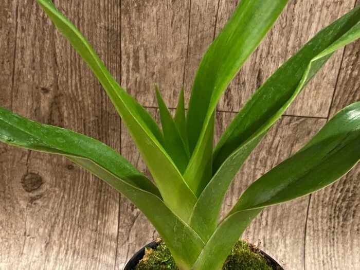 In Bud Phragmipedium QF Volcano Joy (Eric Young x QF Red Wings) (4.5” pot) - Image 2