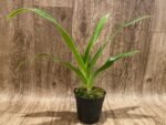 In Bud Phragmipedium QF Volcano Joy (Eric Young x QF Red Wings) (4.5” pot) - Image 4