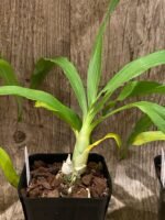 Fragrant Cycnodes Wine Delight FCC/AOS (3.5” Pot) - Image 5
