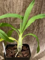 Fragrant Cycnodes Wine Delight FCC/AOS (3.5” Pot) - Image 6