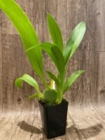 Colmanara Massai ‘Splash’ (3.5” pot) - Image 2