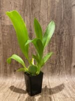 Colmanara Massai ‘Splash’ (3.5” pot) - Image 3