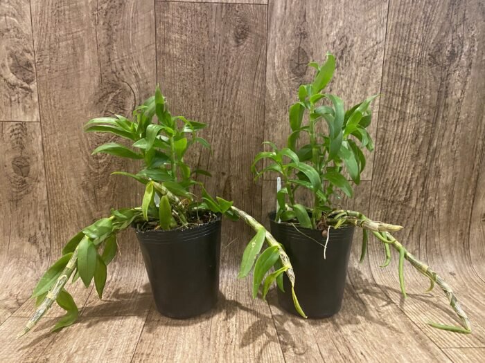 Dendrobium primulinum v. Laos (4.5” pot) - Image 2