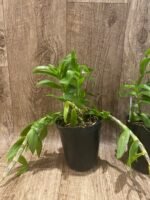 Dendrobium primulinum v. Laos (4.5” pot) - Image 4