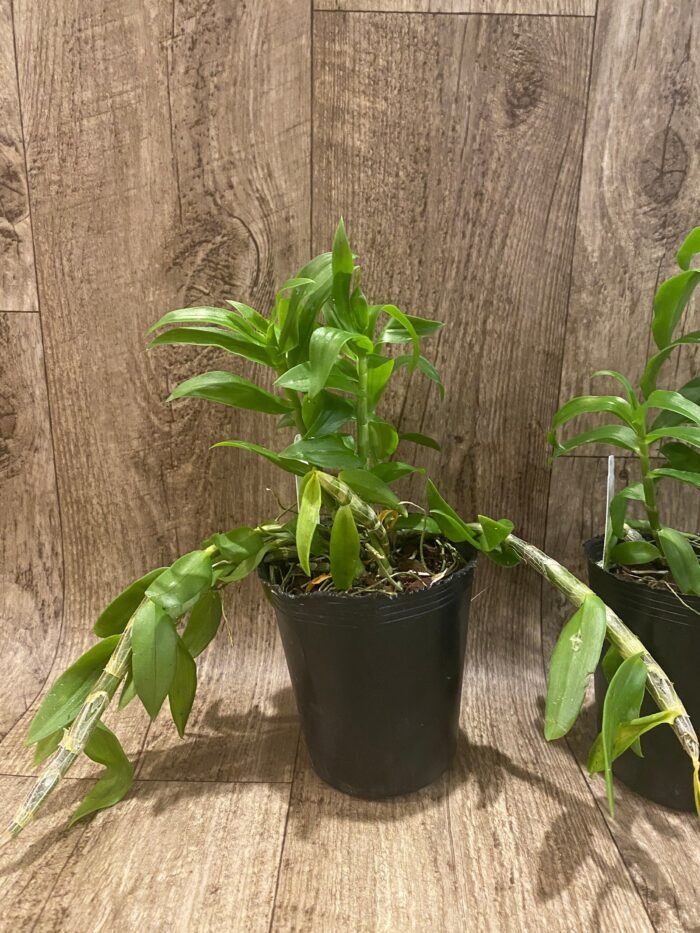 Dendrobium primulinum v. Laos (4.5” pot) - Image 4
