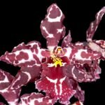 Odontioda Stirbic 'Favorite' (3.5” pot)