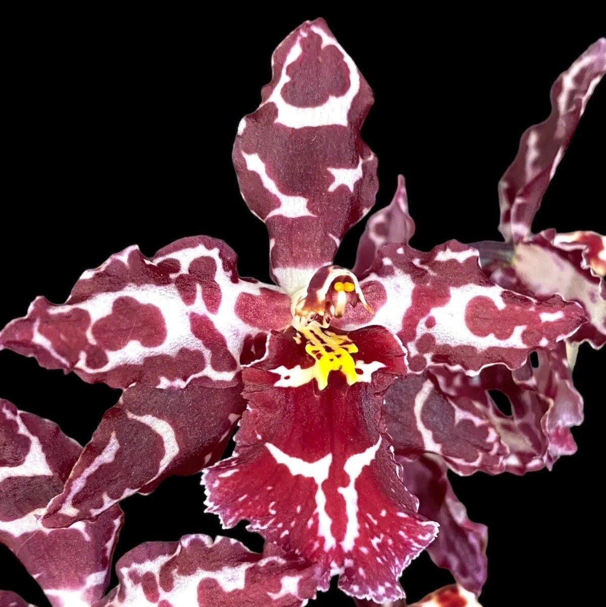 il_fullxfull.5962514646_4548.jpg Odontioda Stirbic 'Favorite' (3.5” pot) - Image 1