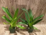 Paph. Toni Semple x lowii alba (3 Growths, 3.5” pot) - Image 4
