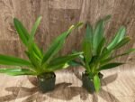 Paph. Toni Semple x lowii alba (3 Growths, 3.5” pot) - Image 5