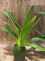 Paph. Toni Semple x lowii alba (3 Growths, 3.5” pot) - Image 7