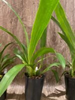 Zygopetalum Artur Elle ‘Tombstone’ (4” Pot) - Image 5
